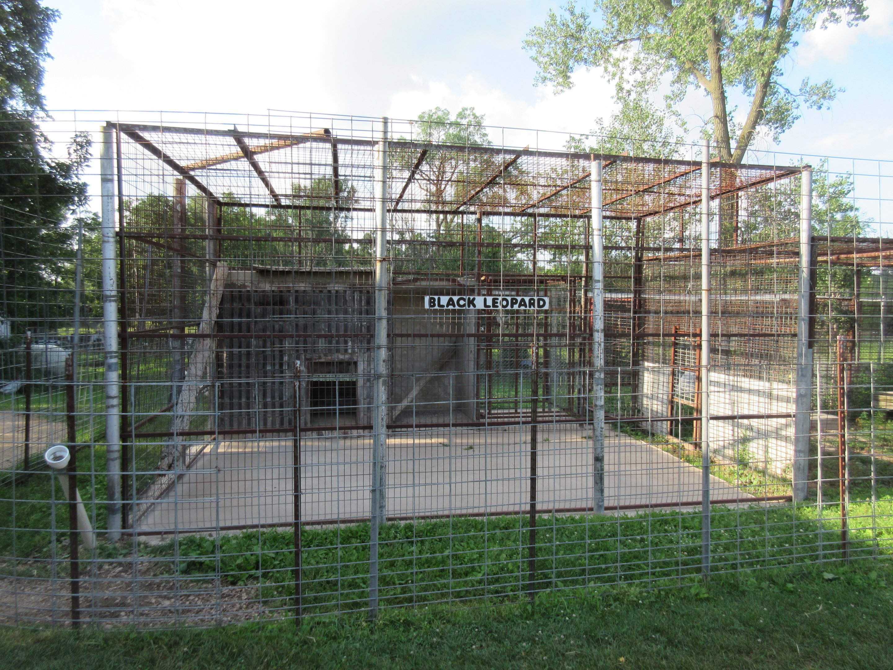 Black Leopard Exhibit