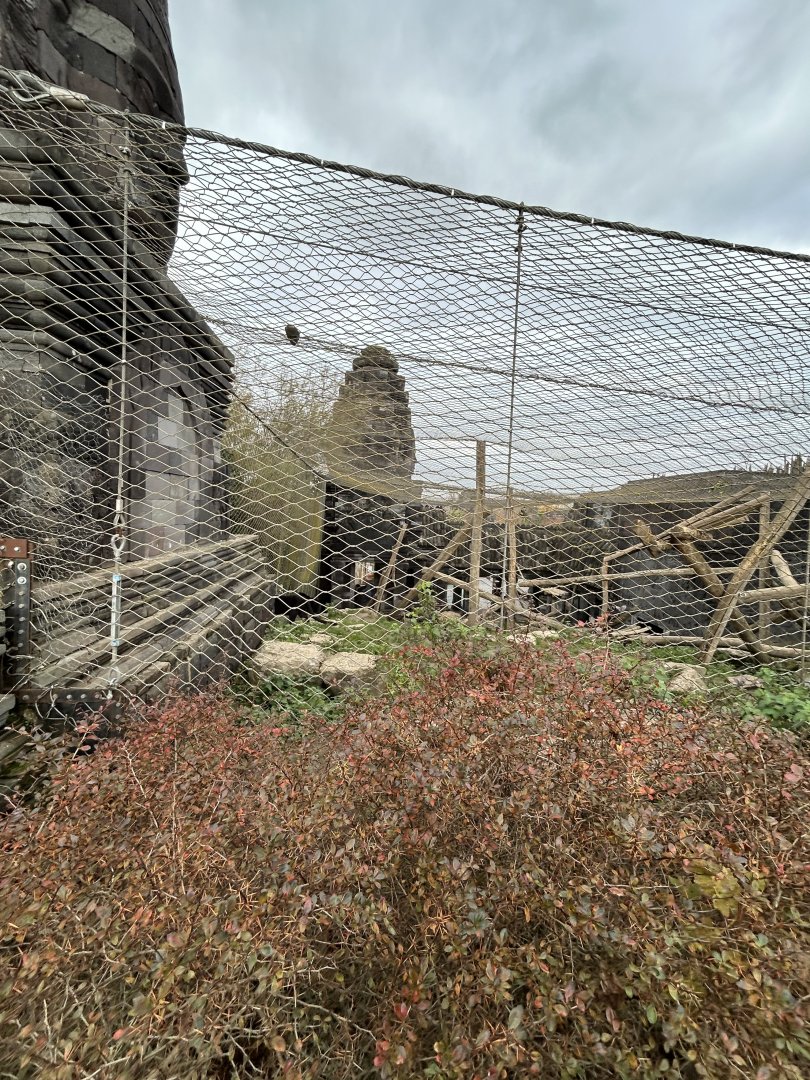 Black leopard exhibit