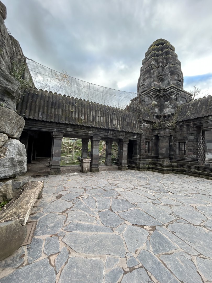 Black leopard exhibit