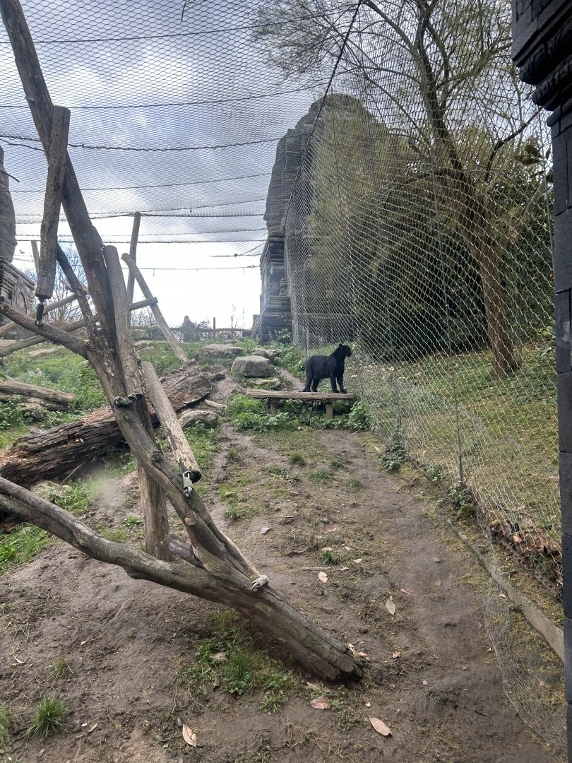 Black leopard exhibit