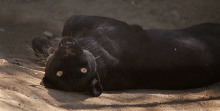 black leopard - female
