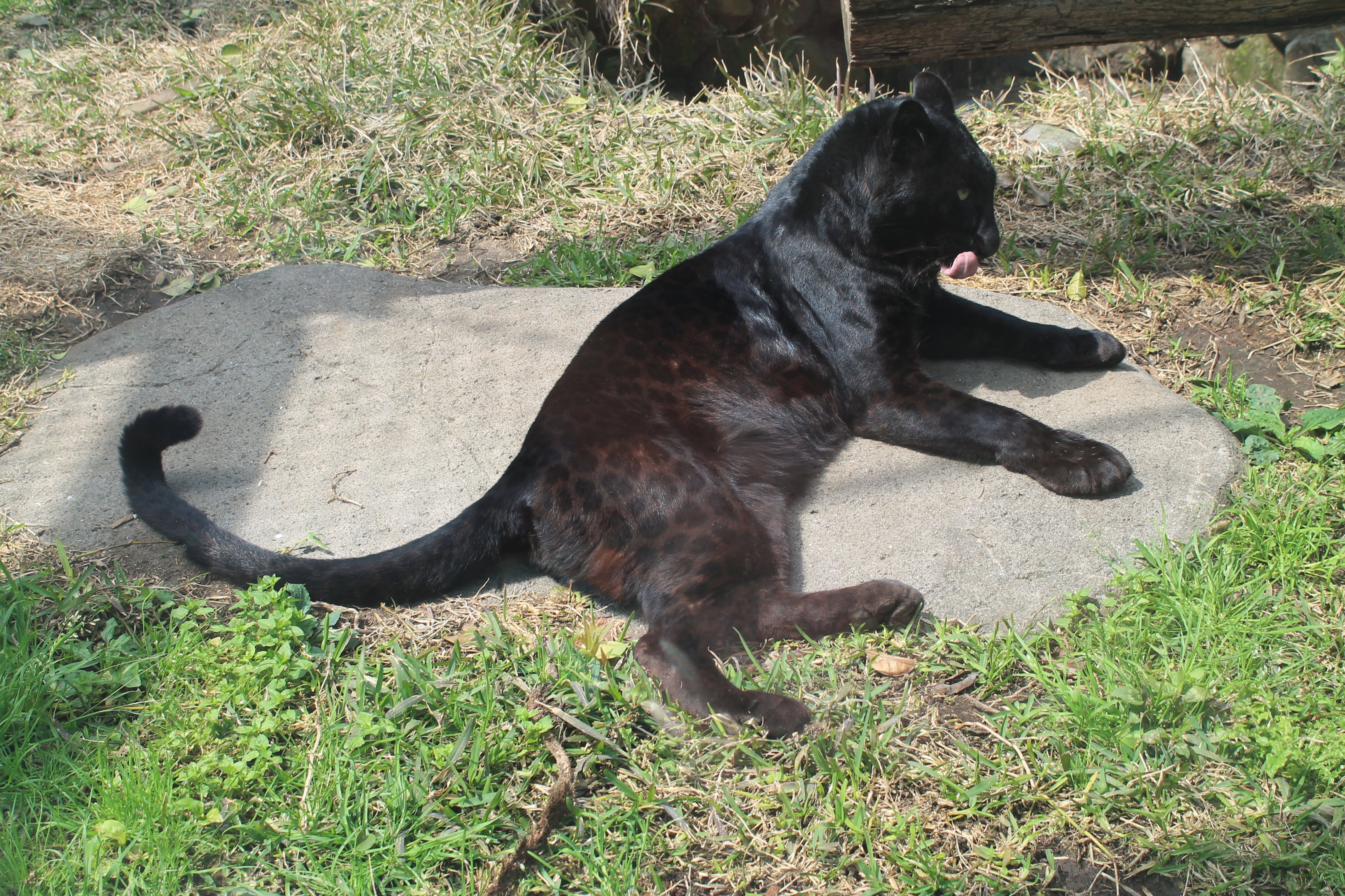 Black Leopard - Hirakawa Zoo (Kagoshima)
