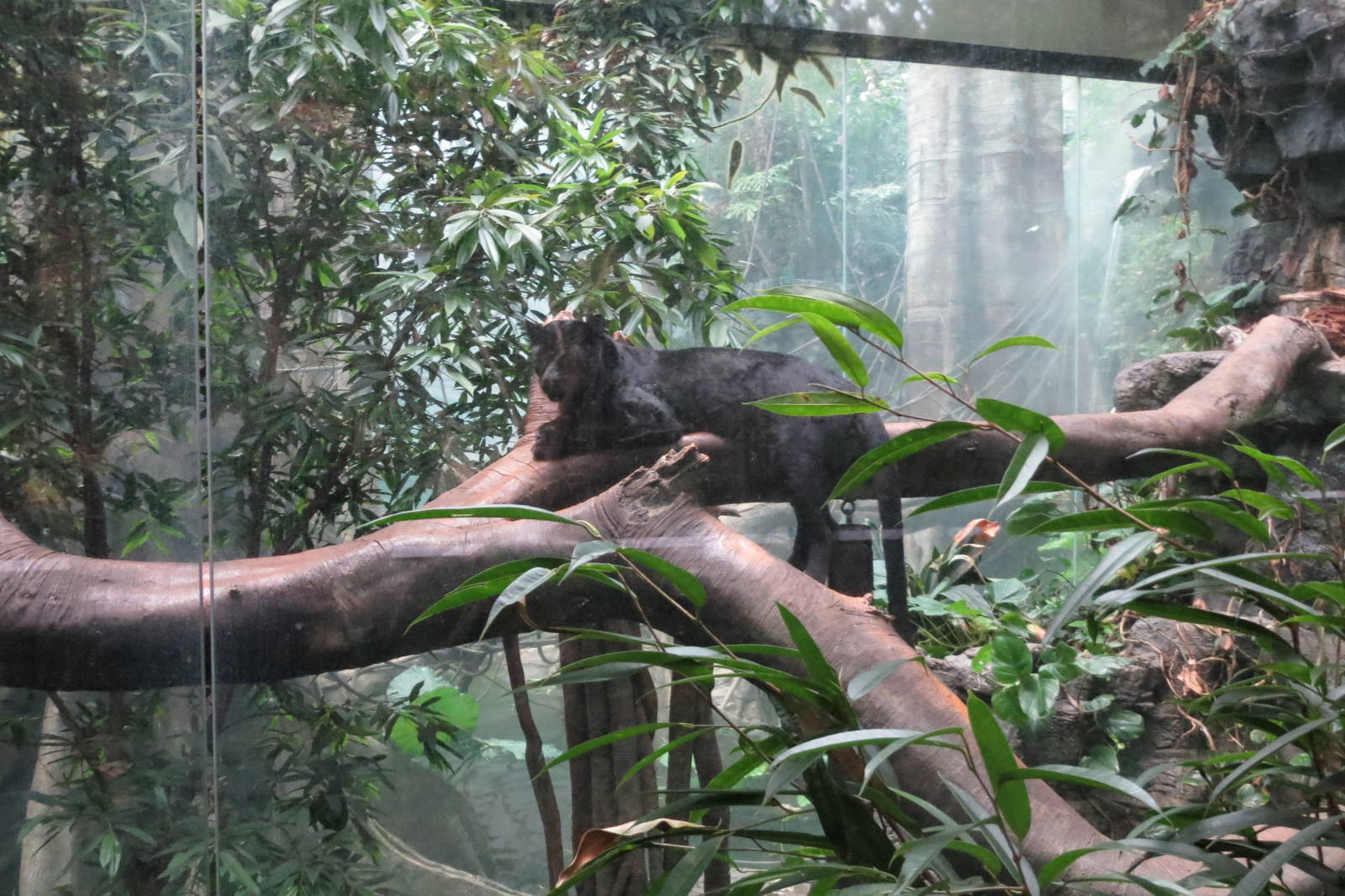 Black Leopard - Jungle World 031215