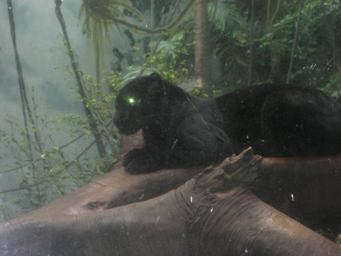 Black leopard, Jungleworld (August 2010)