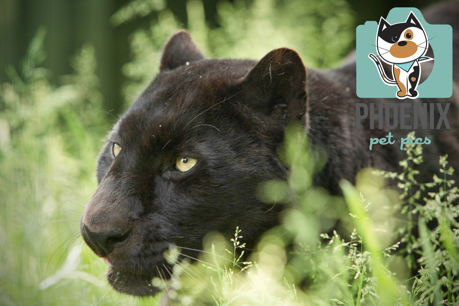 Black Leopard (Khan)