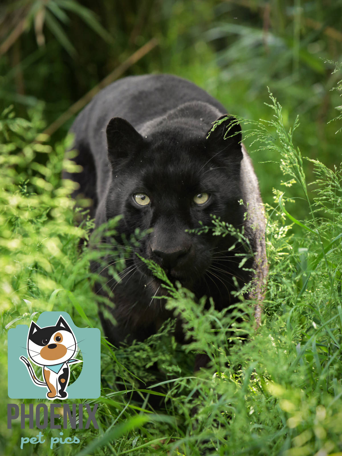 Black Leopard (Khan)