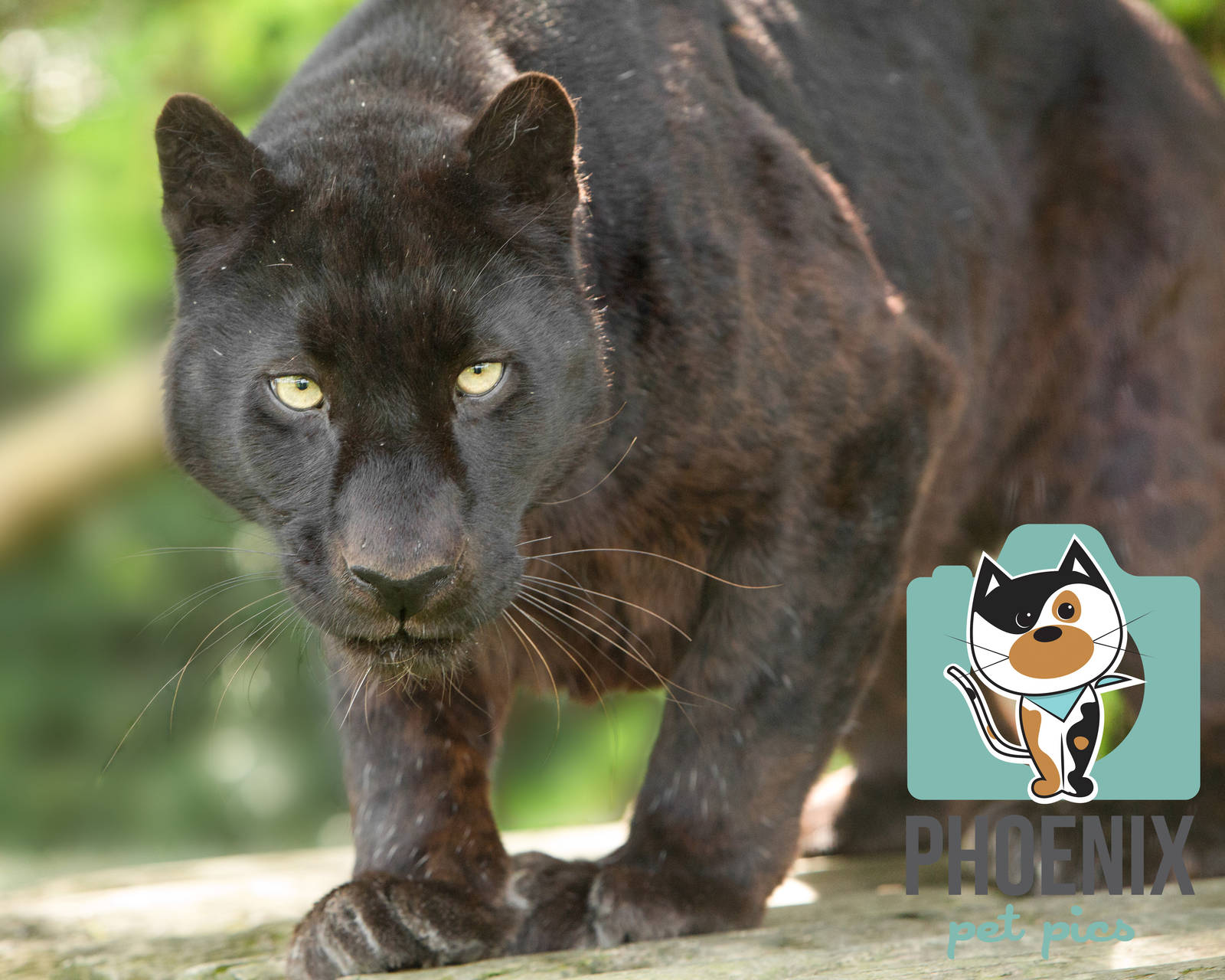 Black Leopard (Khan)