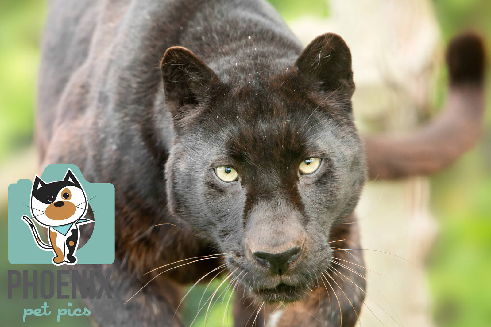 Black Leopard (Khan)