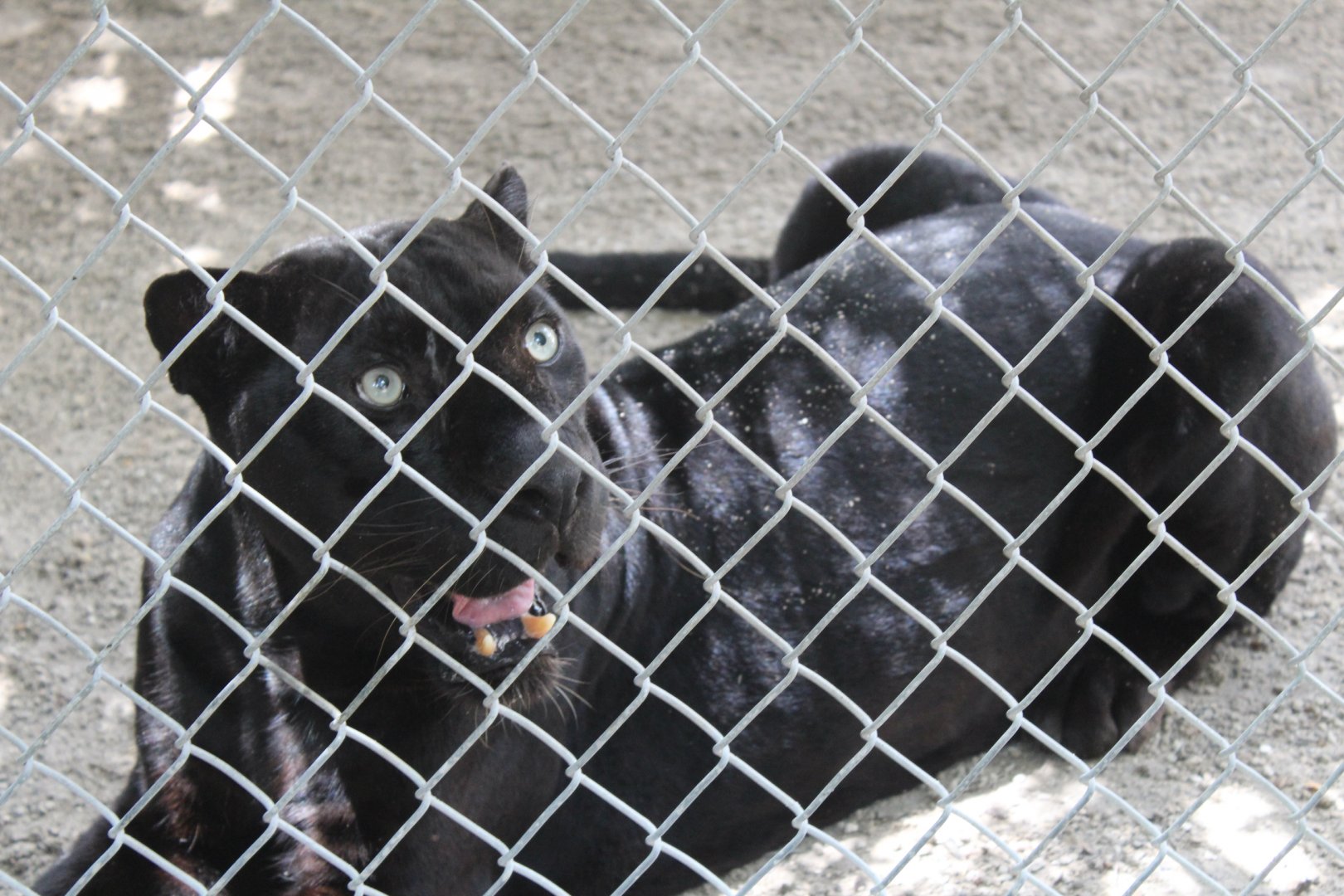 Black Leopard - Mccarthy Wildlife Sanctuary