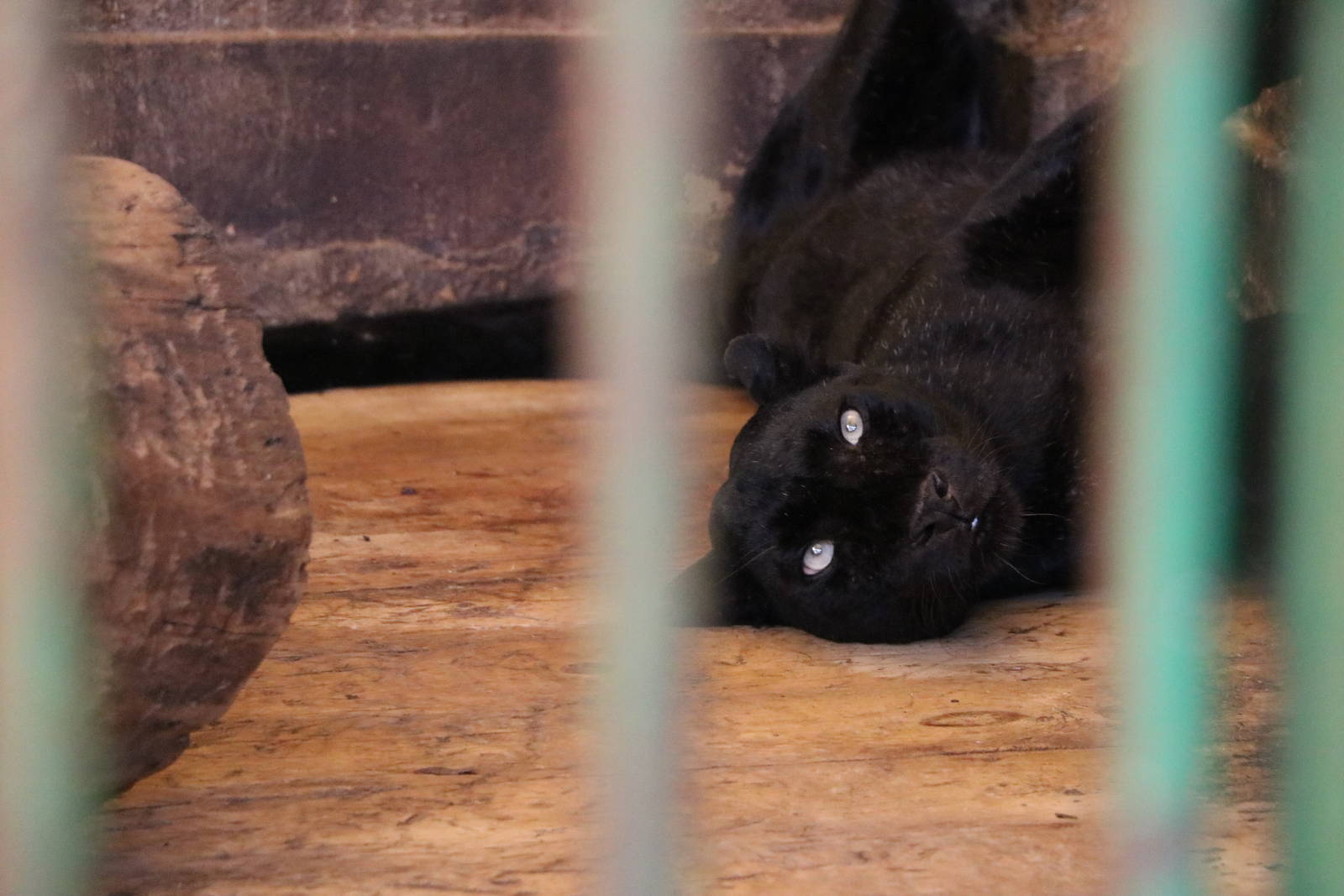 Black leopard, October 2015