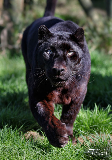 black leopard on the prowl
