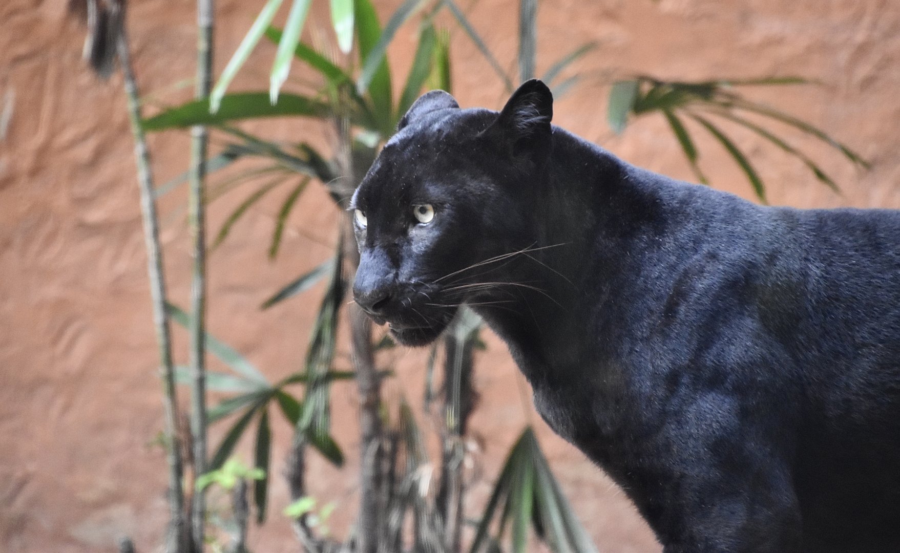 Black Leopard (Panthera pardus)