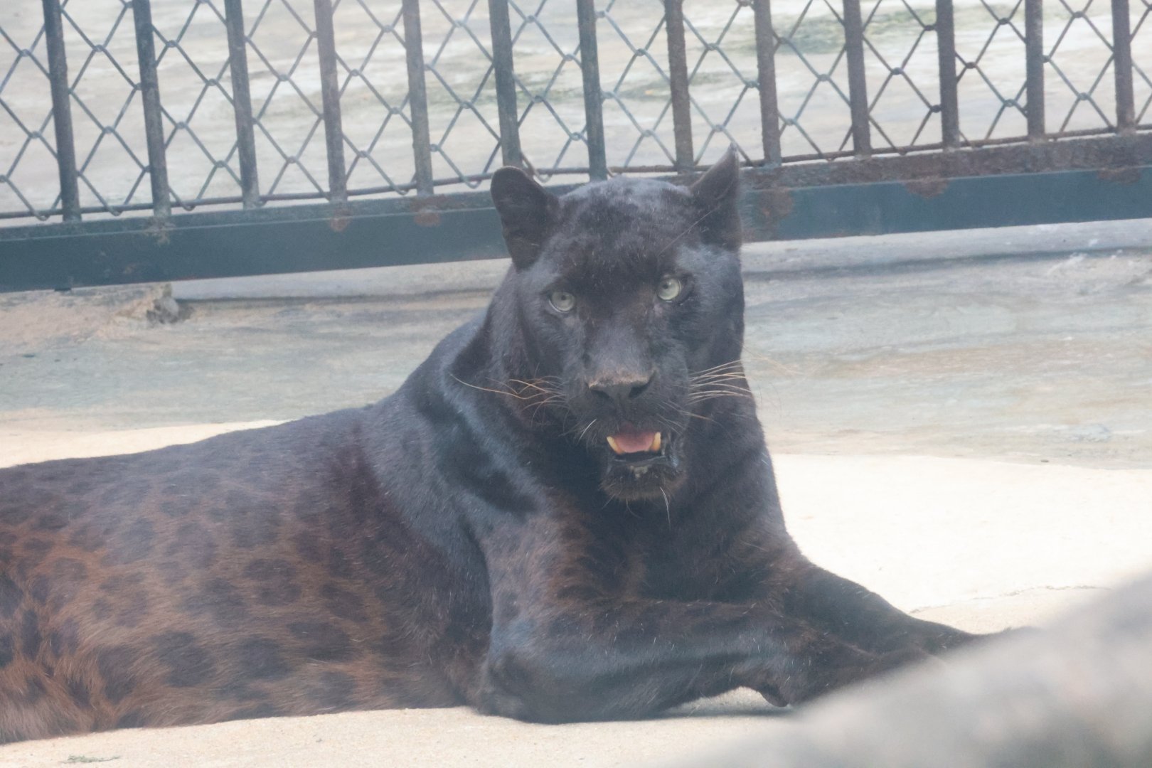 Black leopard (Panthera pardus)