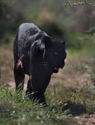 black leopard walking