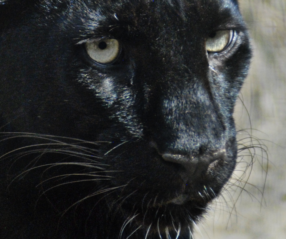 Black Leopard - Wildkatzenzentrum Felidae 2022