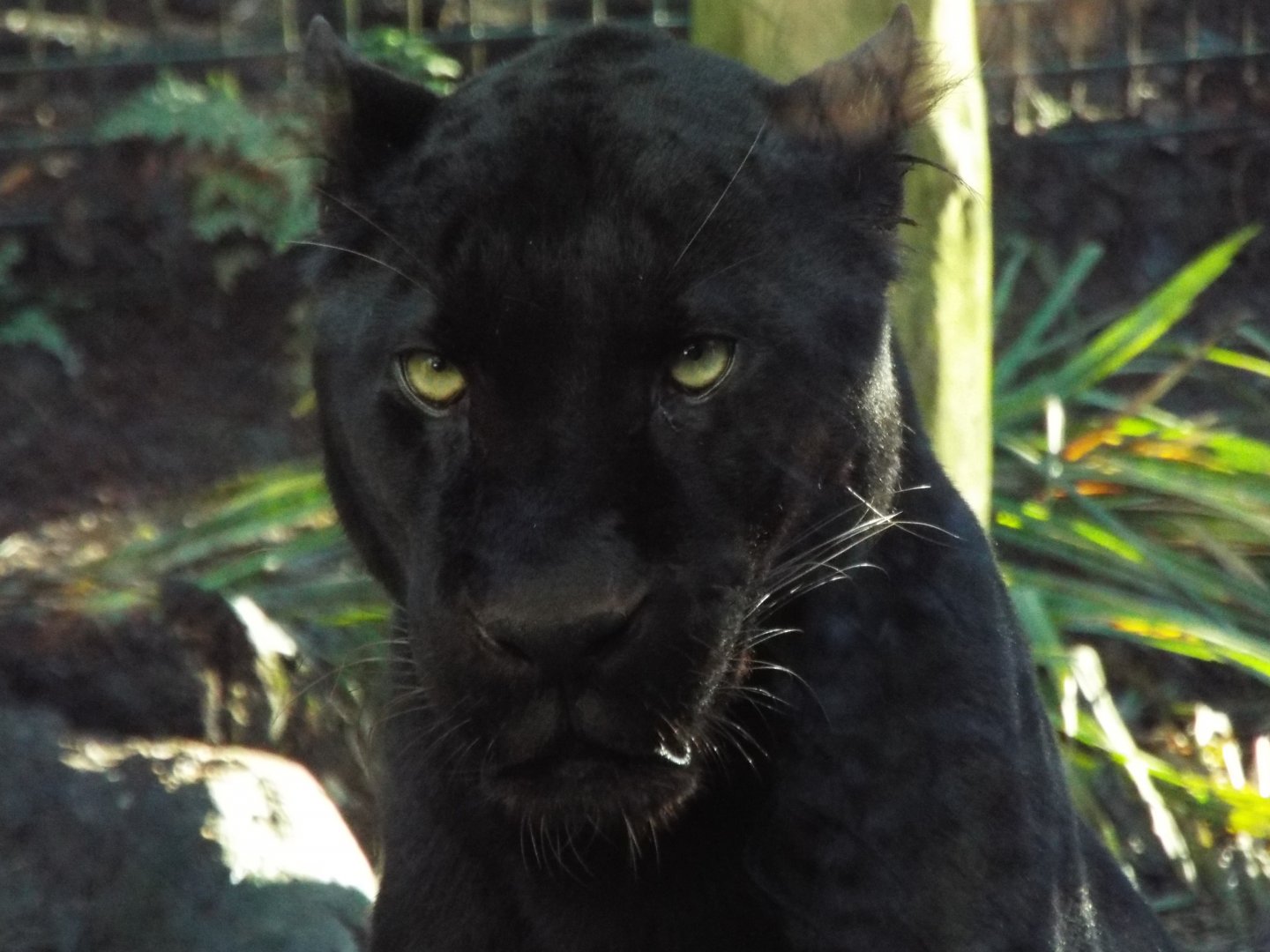 Black Leopard, Zoysa. Exmoor Zoo