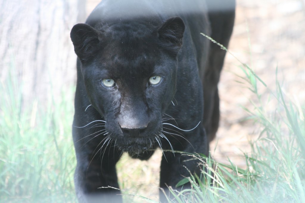 Black Leopard