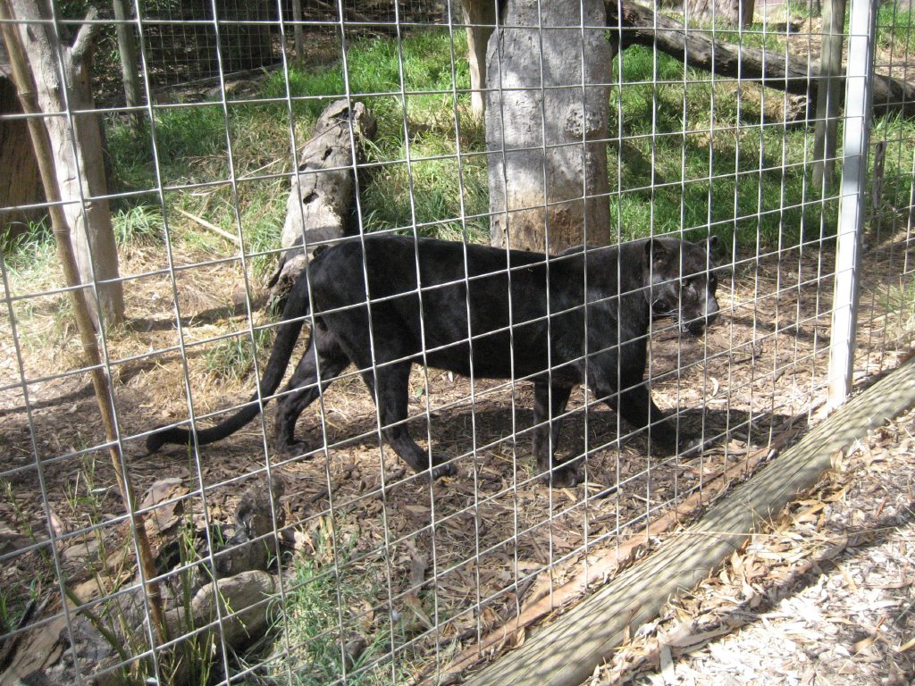 Black Leopard