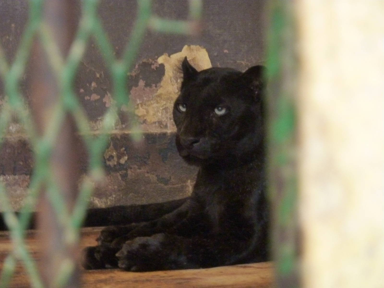 Black leopard