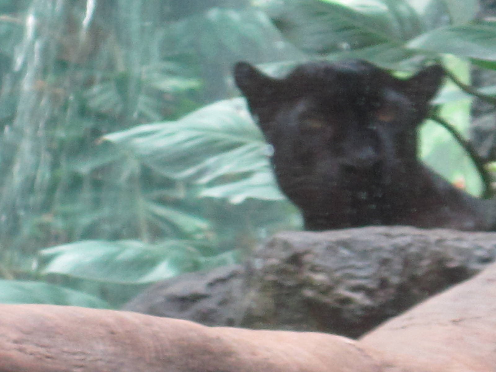 Black Leopard