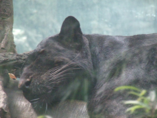 Black Leopard
