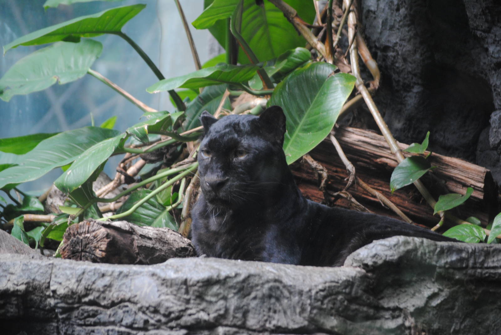 Black Leopard