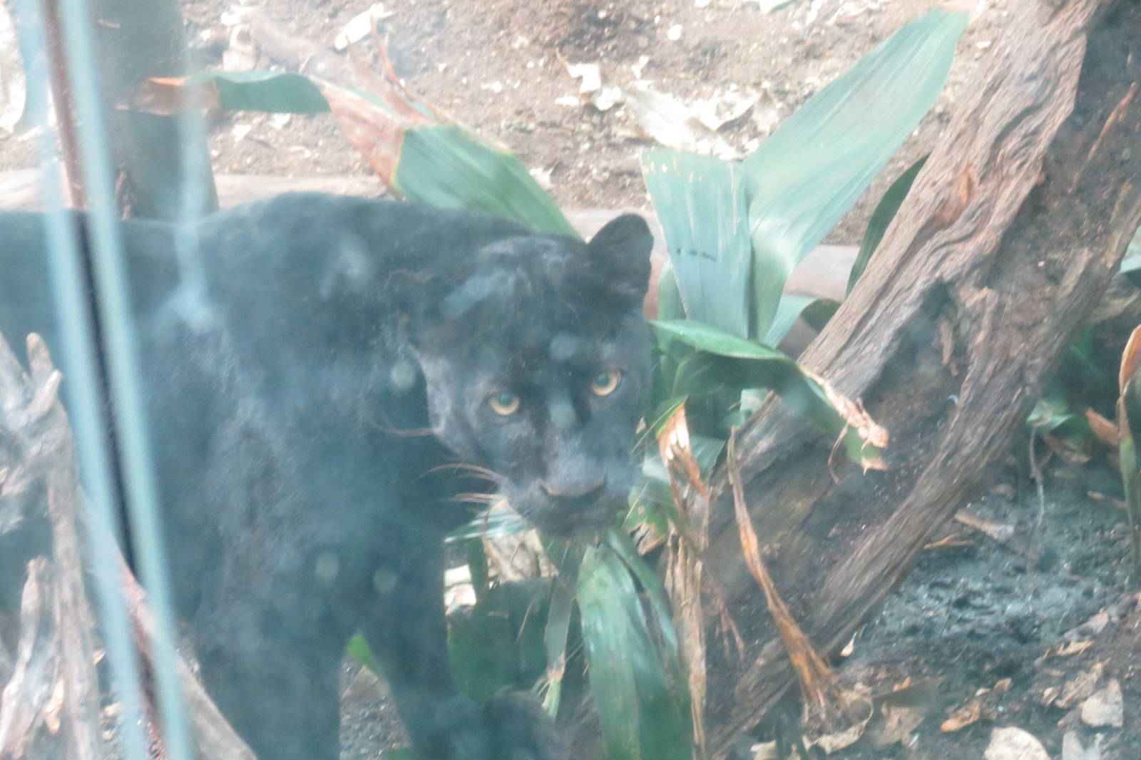 Black leopard
