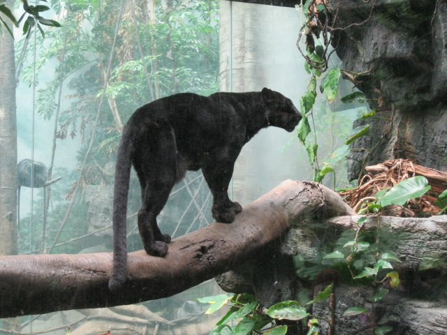 Black Leopard