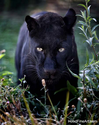 black leopard