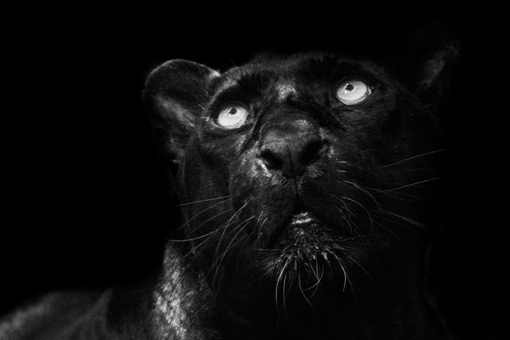 Black Leopard