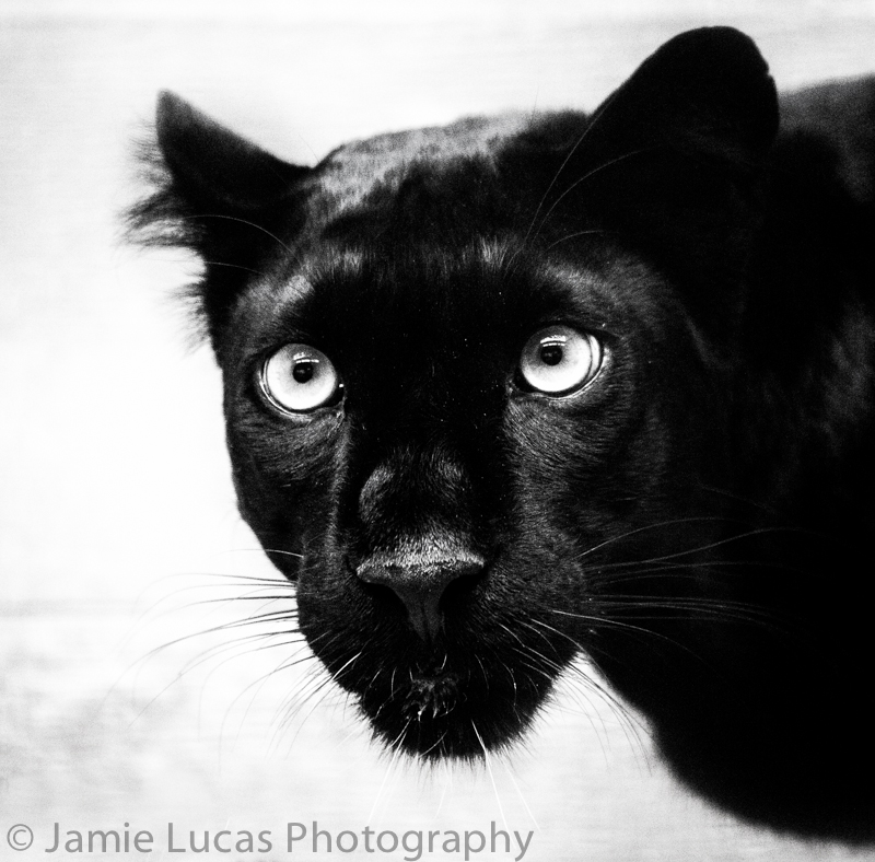 Black Leopard