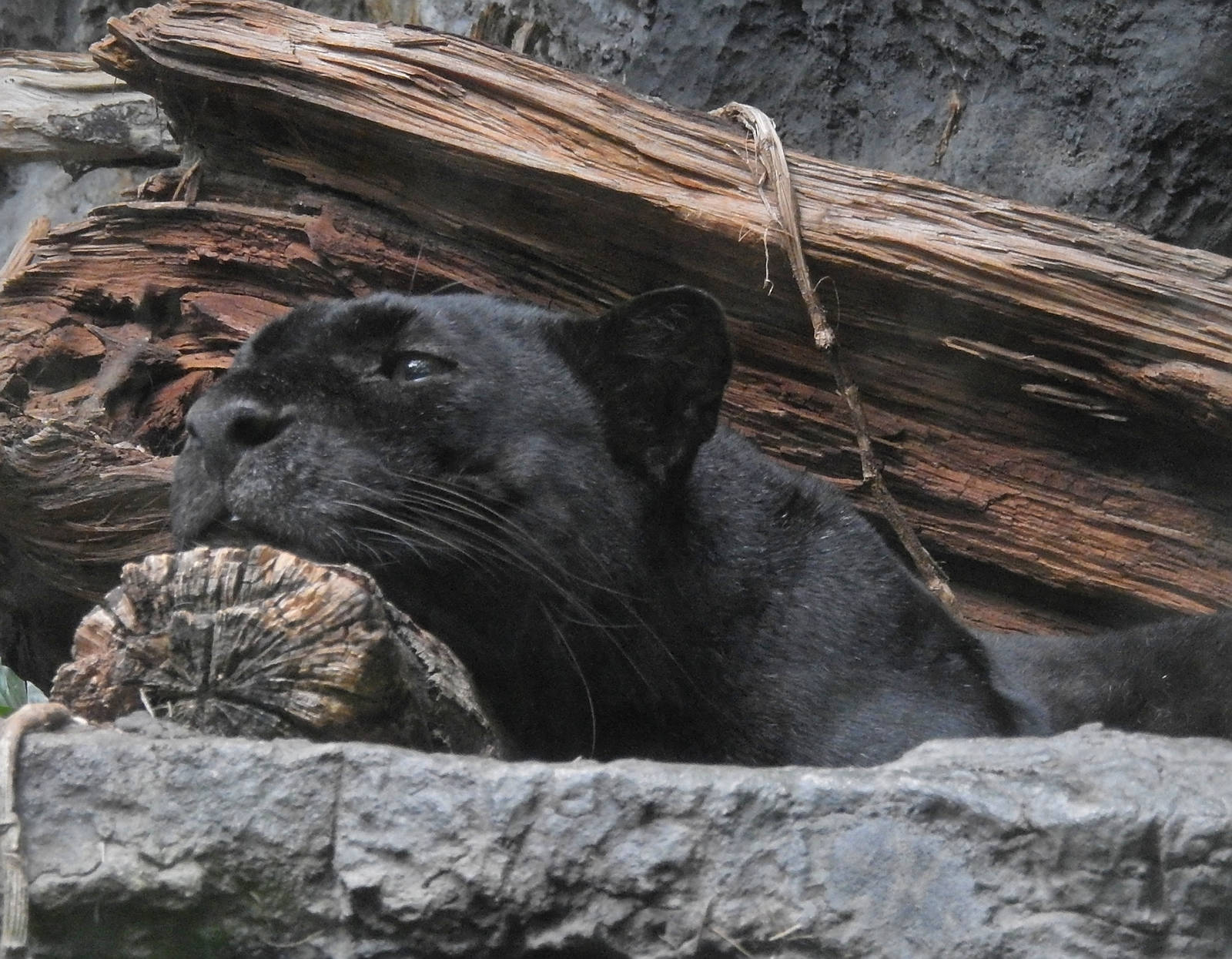 Black Leopard