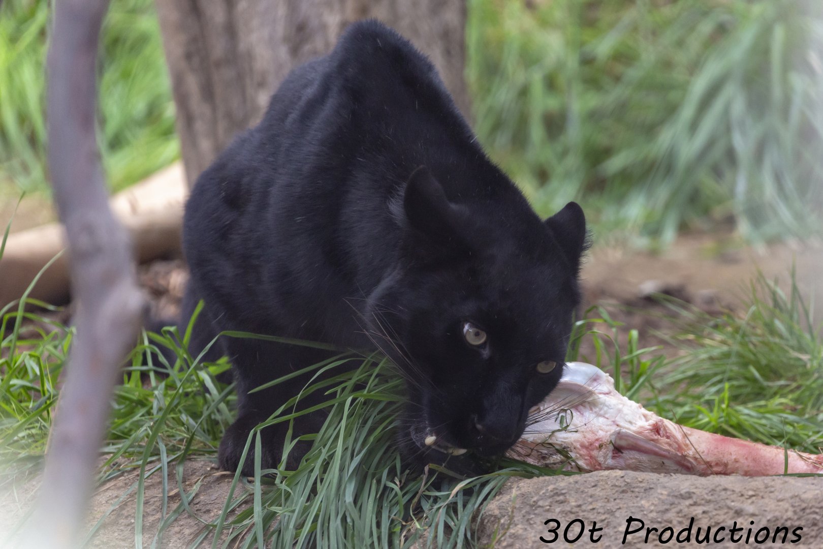 Black Leopard