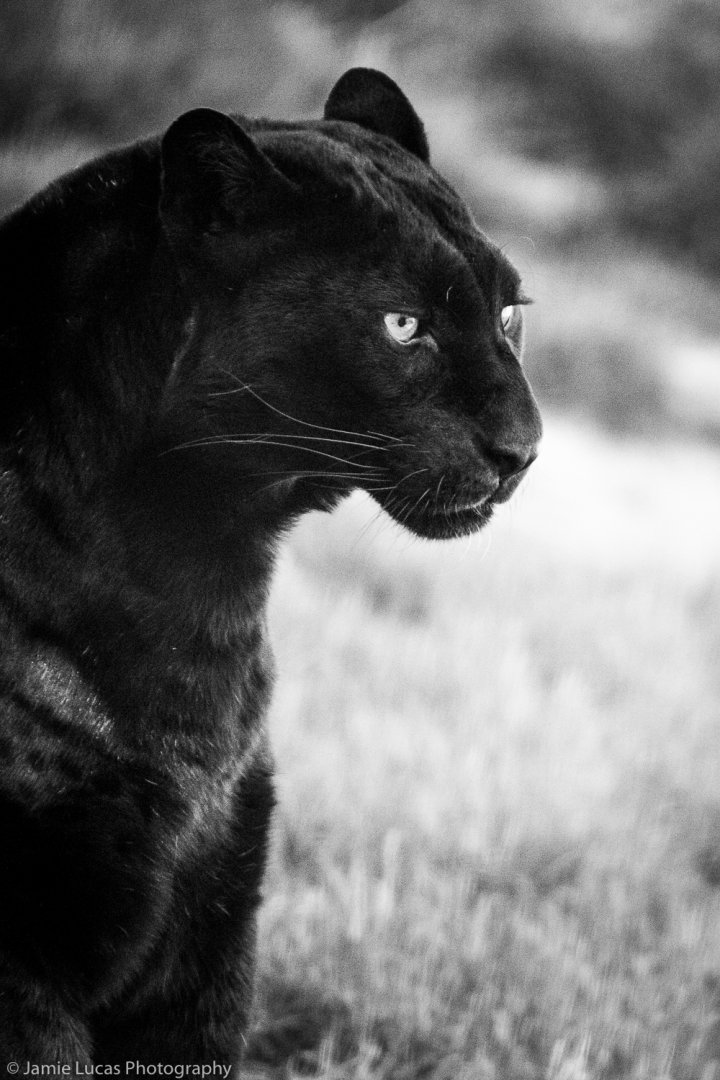 Black Leopard