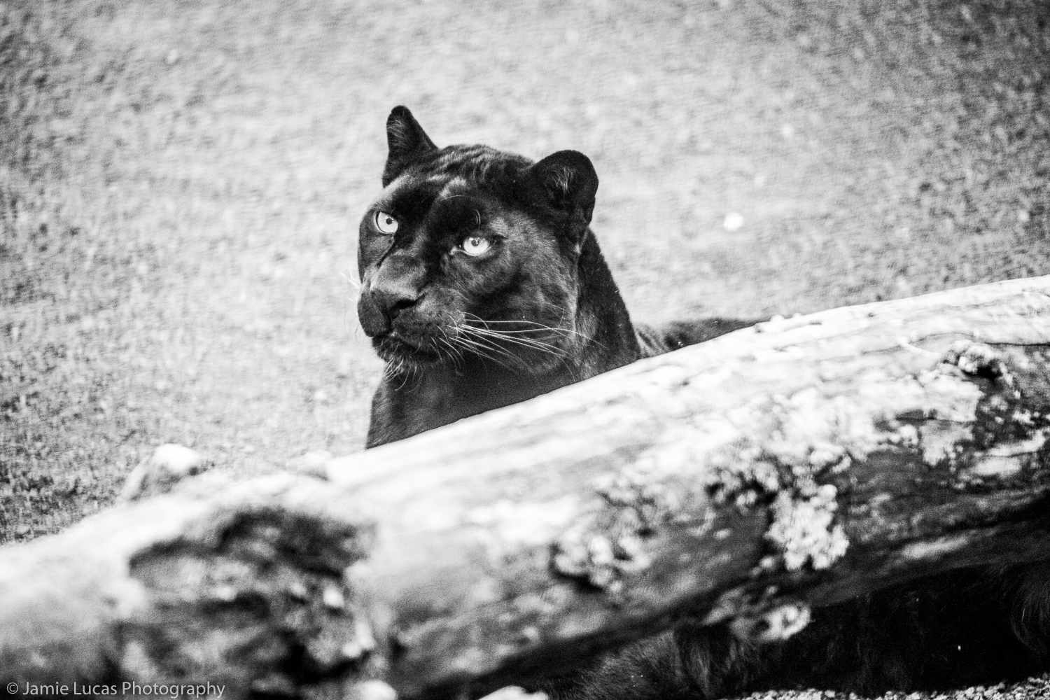 Black Leopard