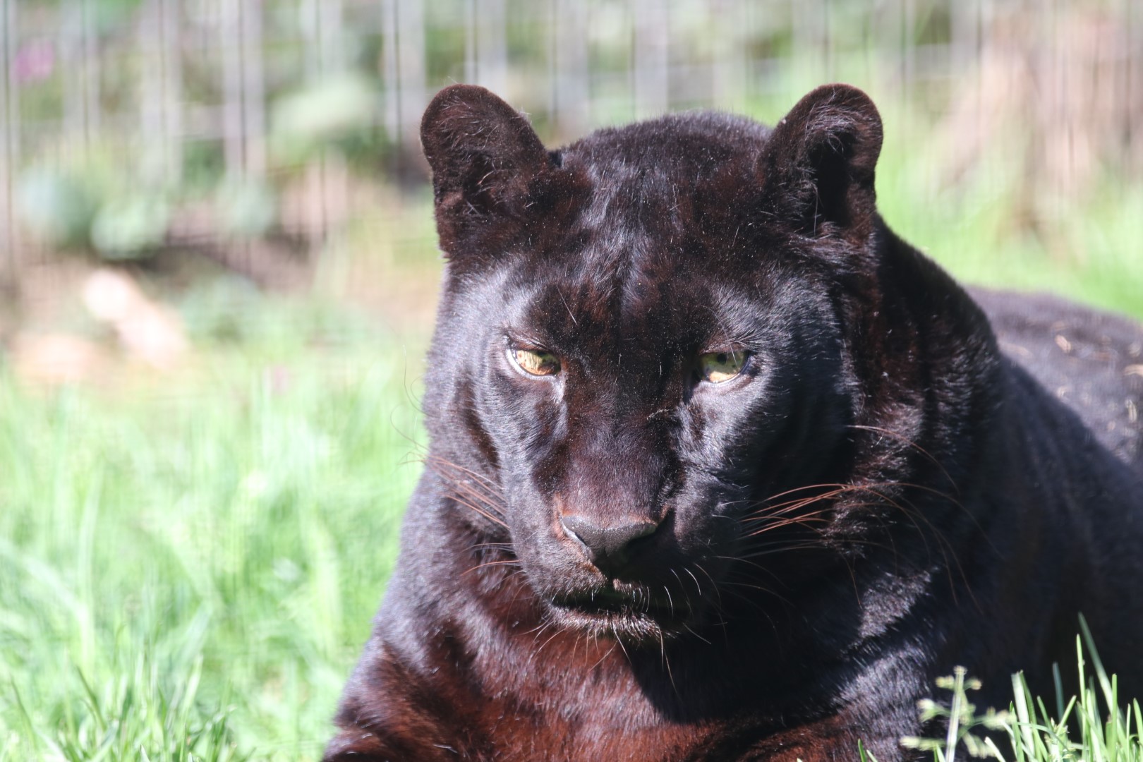 Black leopard