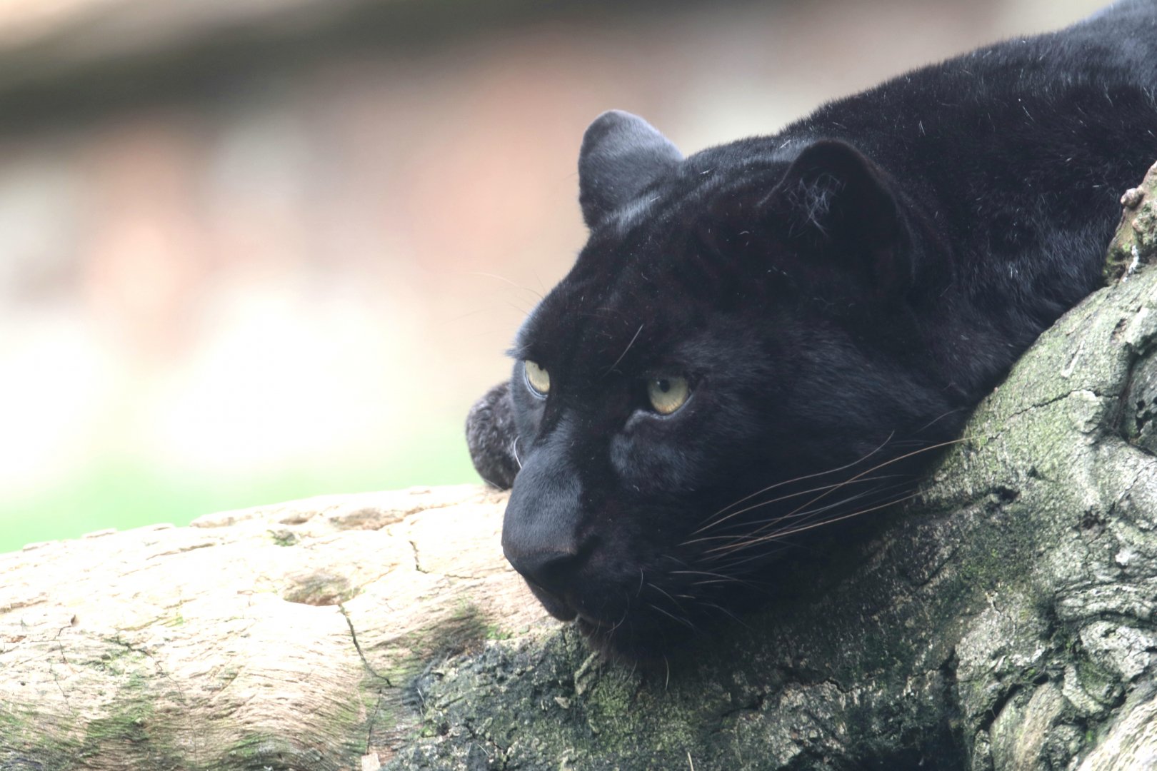 Black leopard