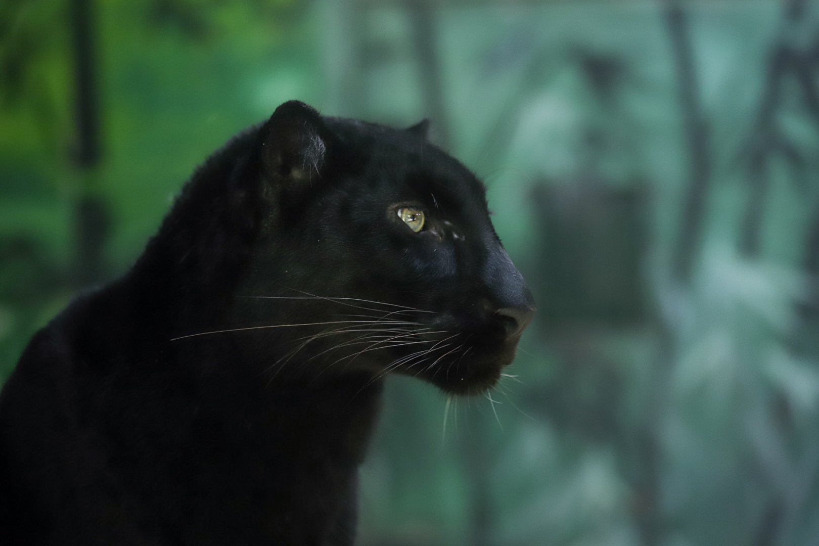 Black leopard