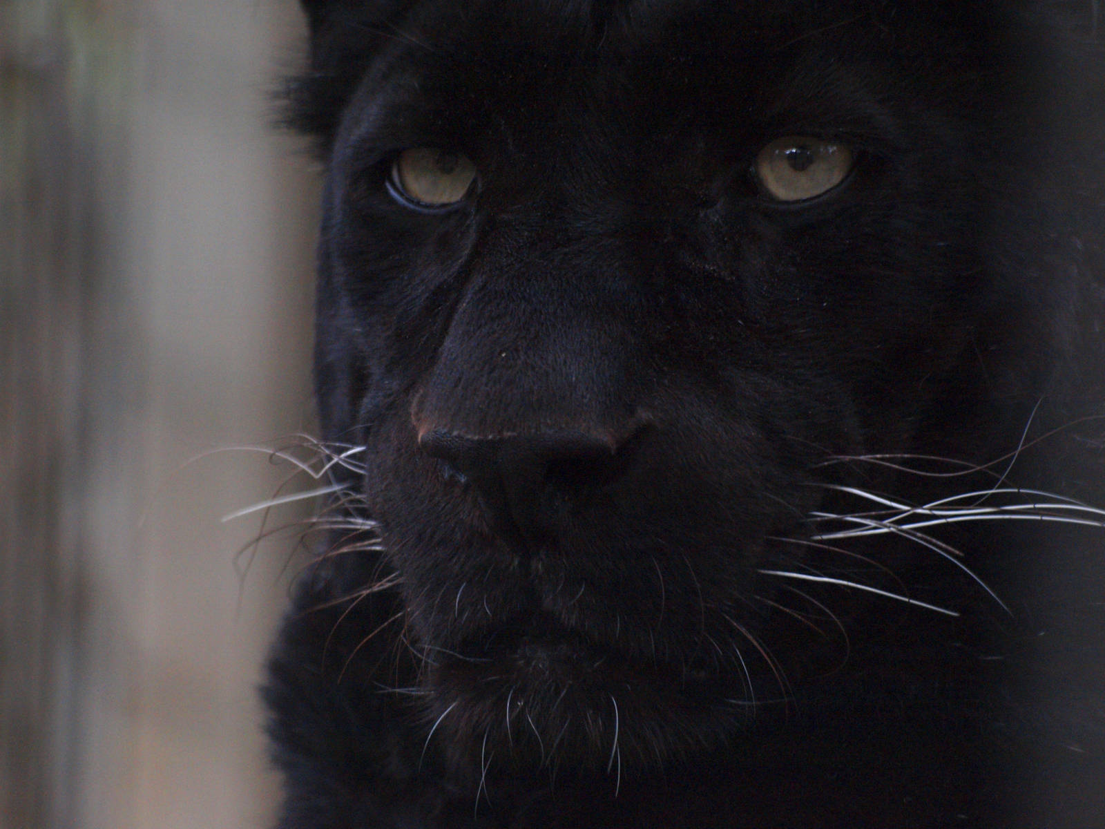 Black Leopard