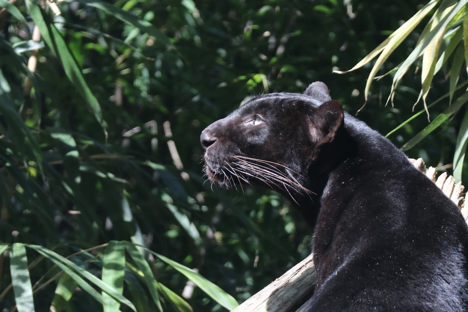 Black leopard