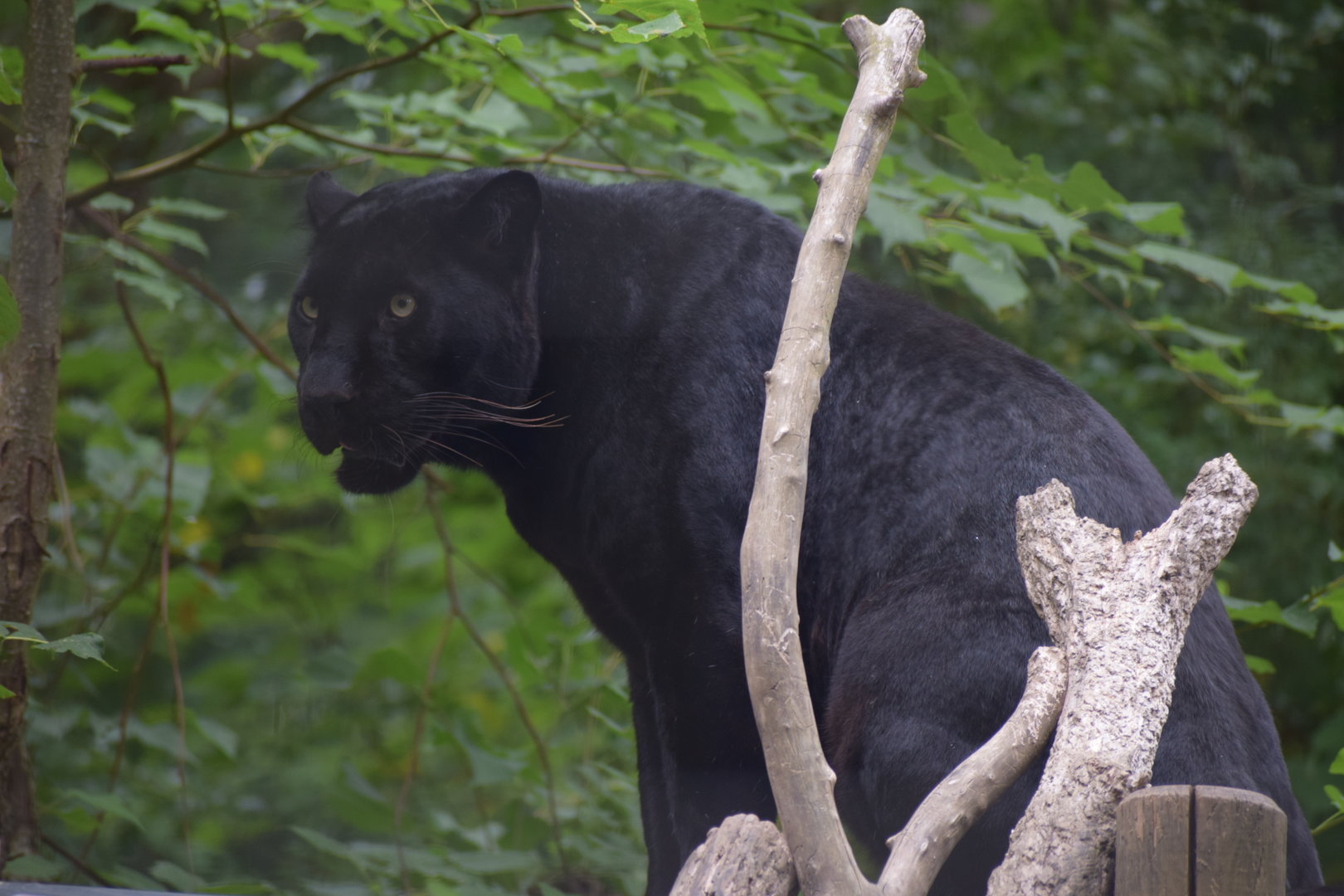 Black leopard