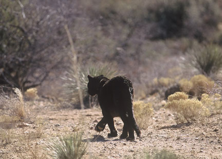 black leopard