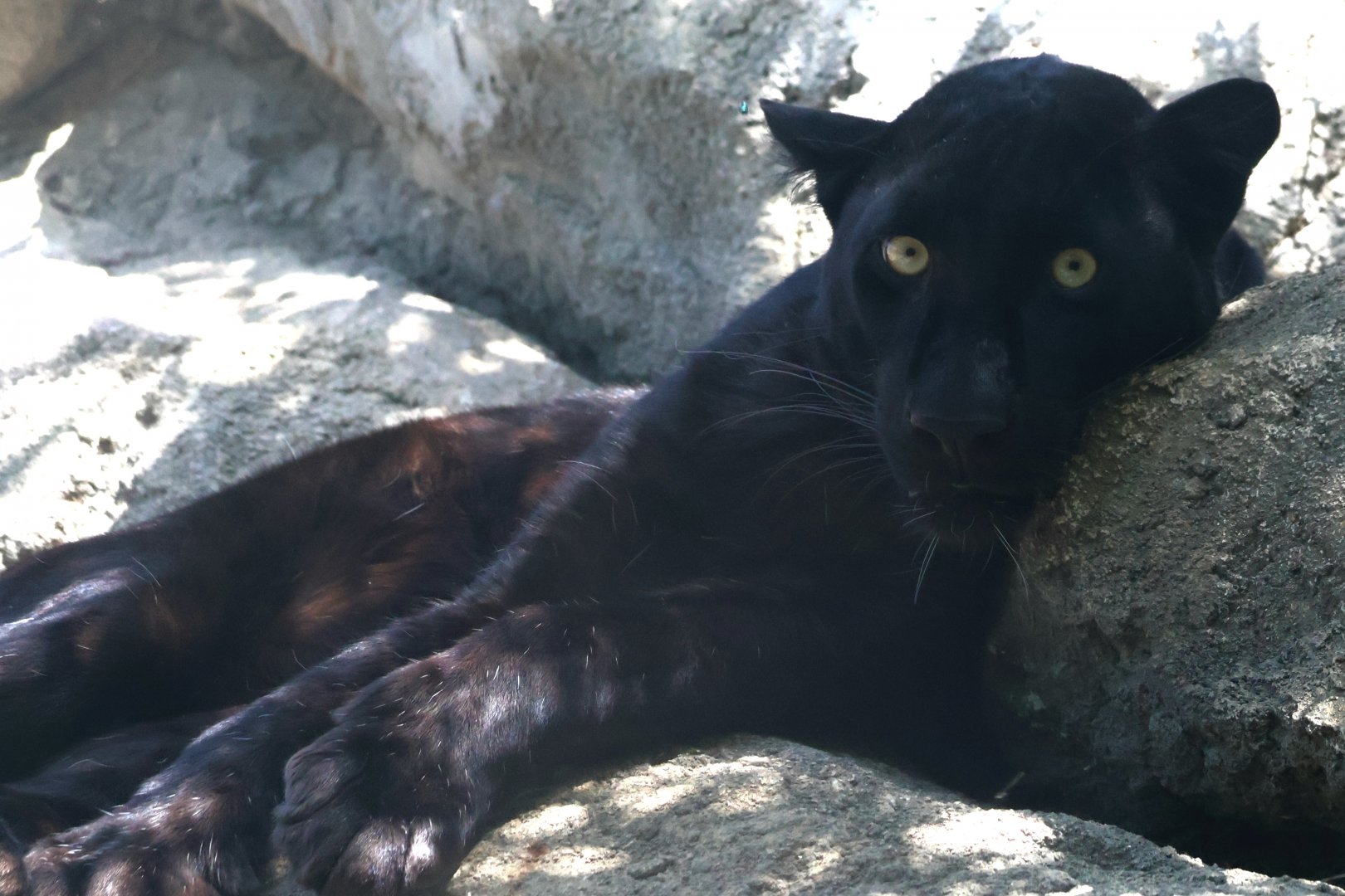 Black Leopard