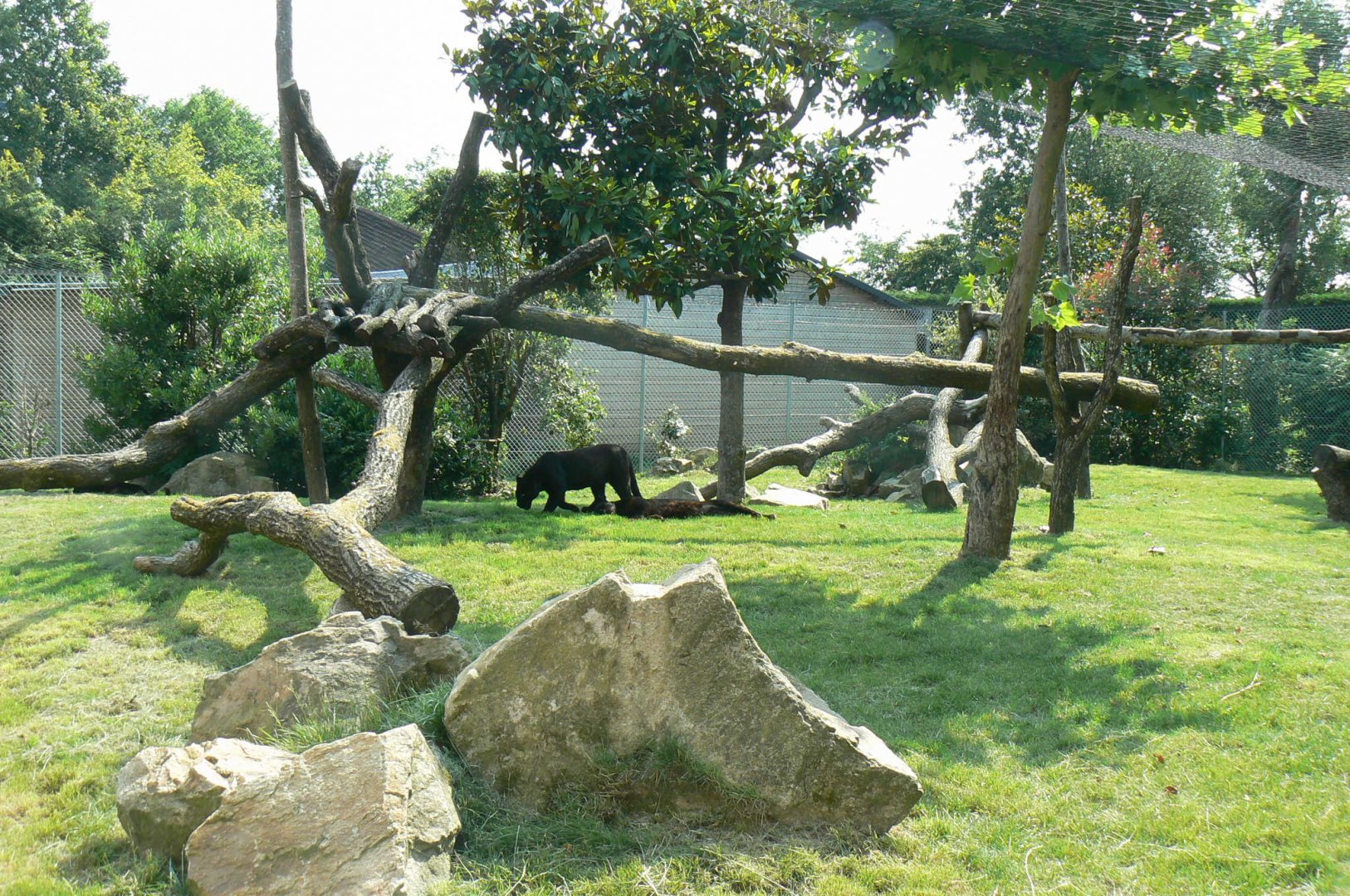 Black leopards exhibit - first enclosure