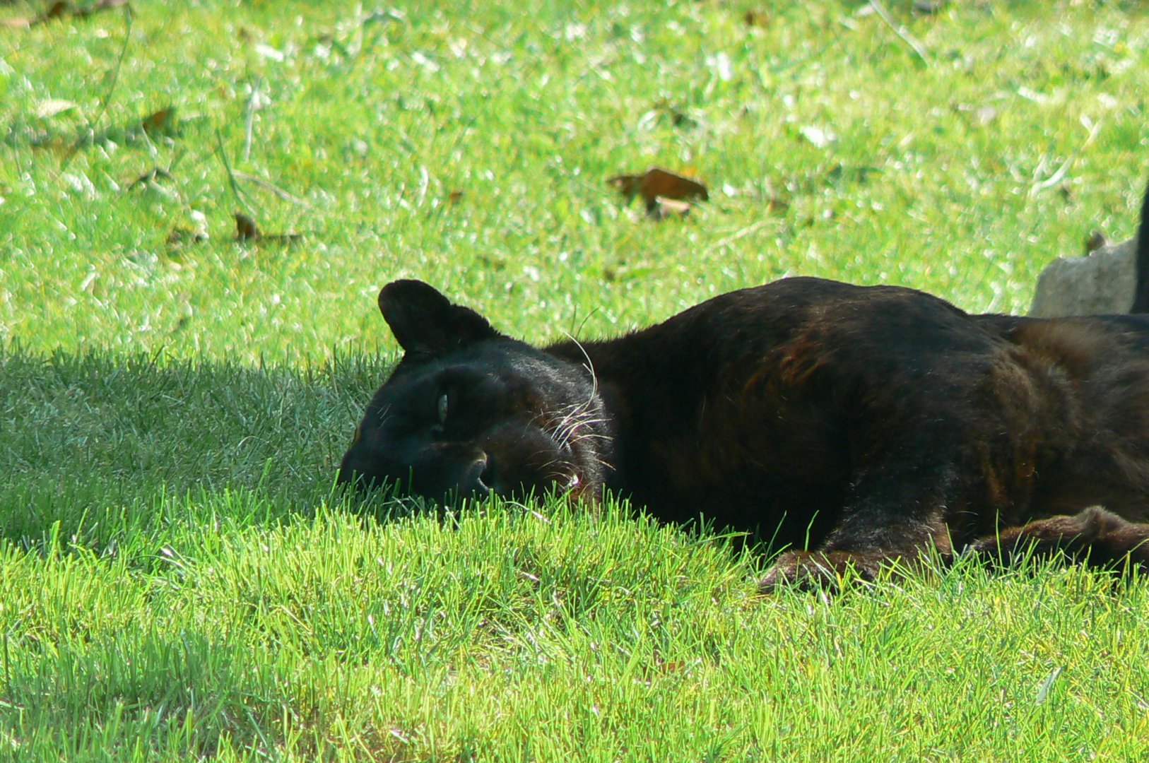 Black leopards exhibit