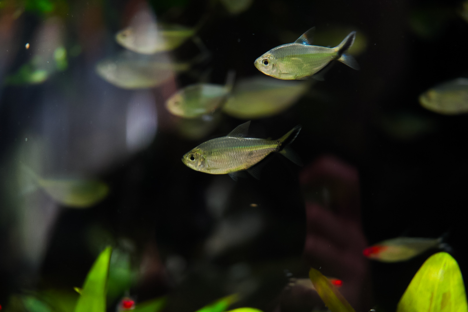 Black Line Tail Tetras (Amazon Spheres)