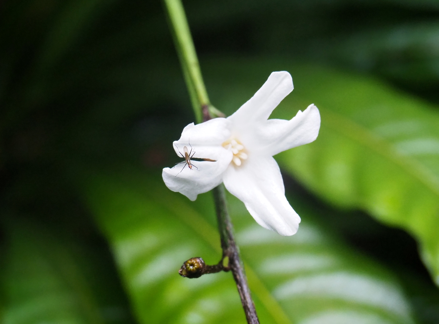 Black-lined cactus fly (Telostylinus lineolatus) on Brazilian red-coat (Erythrochiton brasiliensis), Sep 16th, 2018
