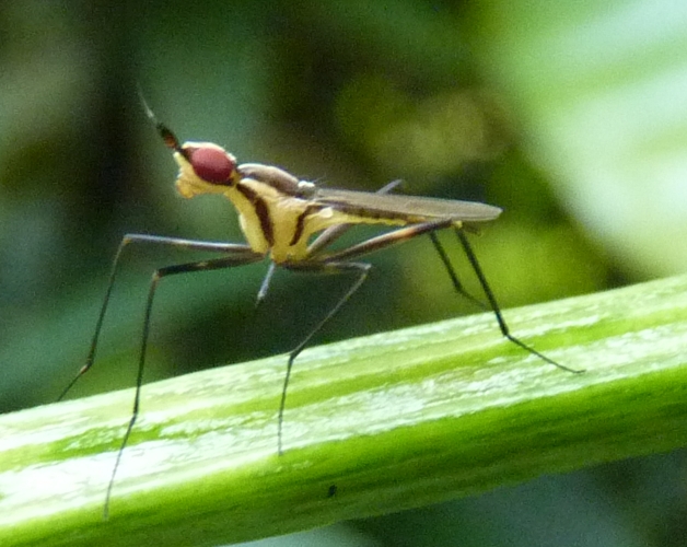 Black-lined cactus fly (Telostylinus lineolatus)