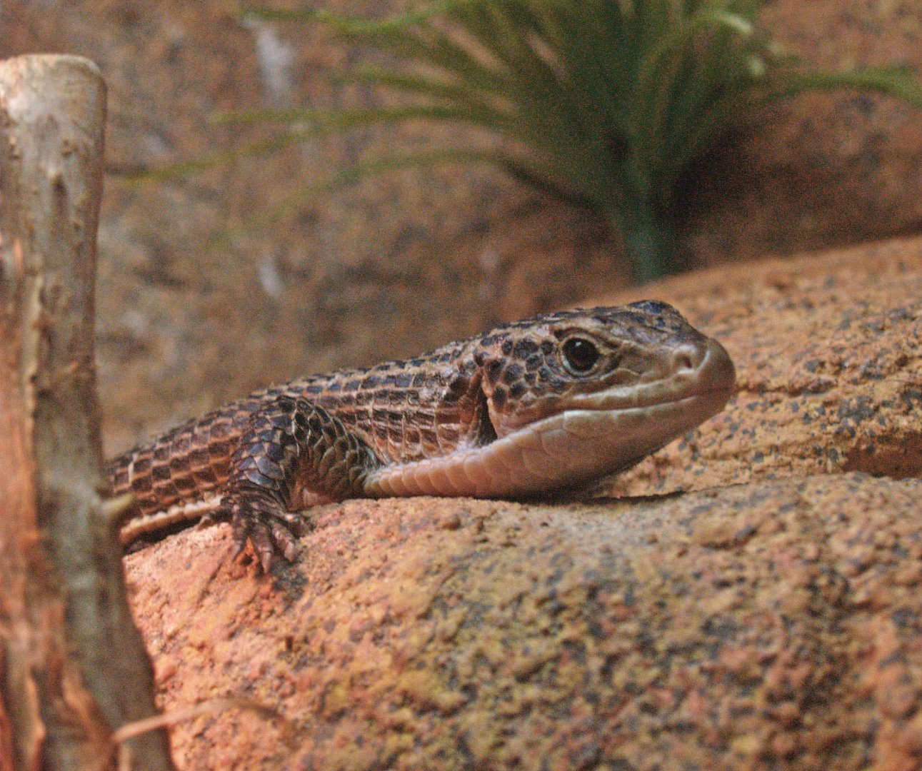 Black-lined plated lizard (Gerrhosaurus nigrolineatus), 2009-04-14