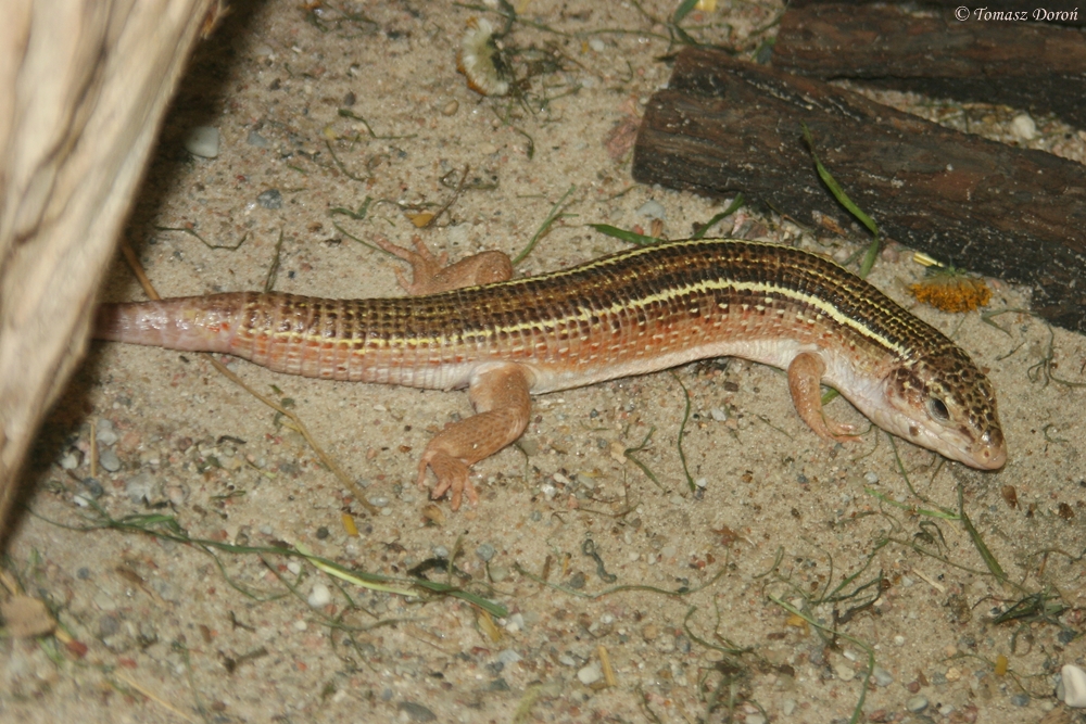 Black-lined plated lizard (Gerrhosaurus nigrolineatus)